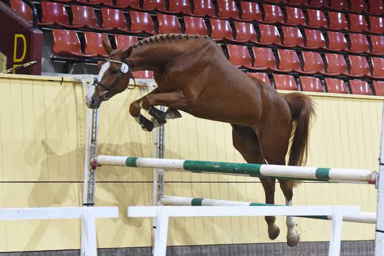 Bonusfölet blev högst bedömd på Flyinge