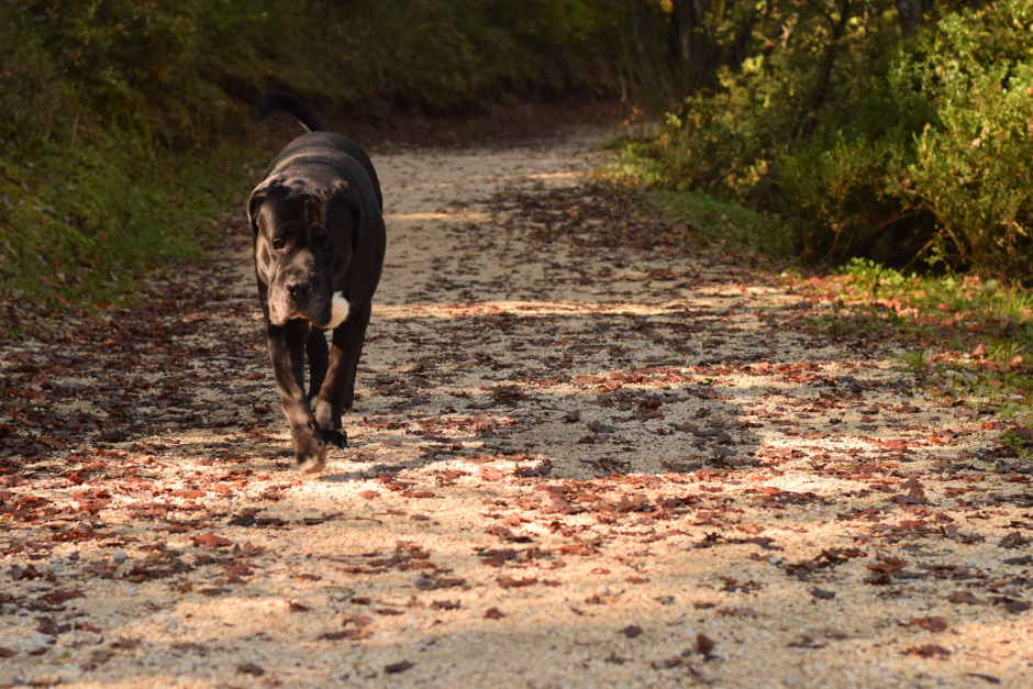 Lös hund attackerade ekipage