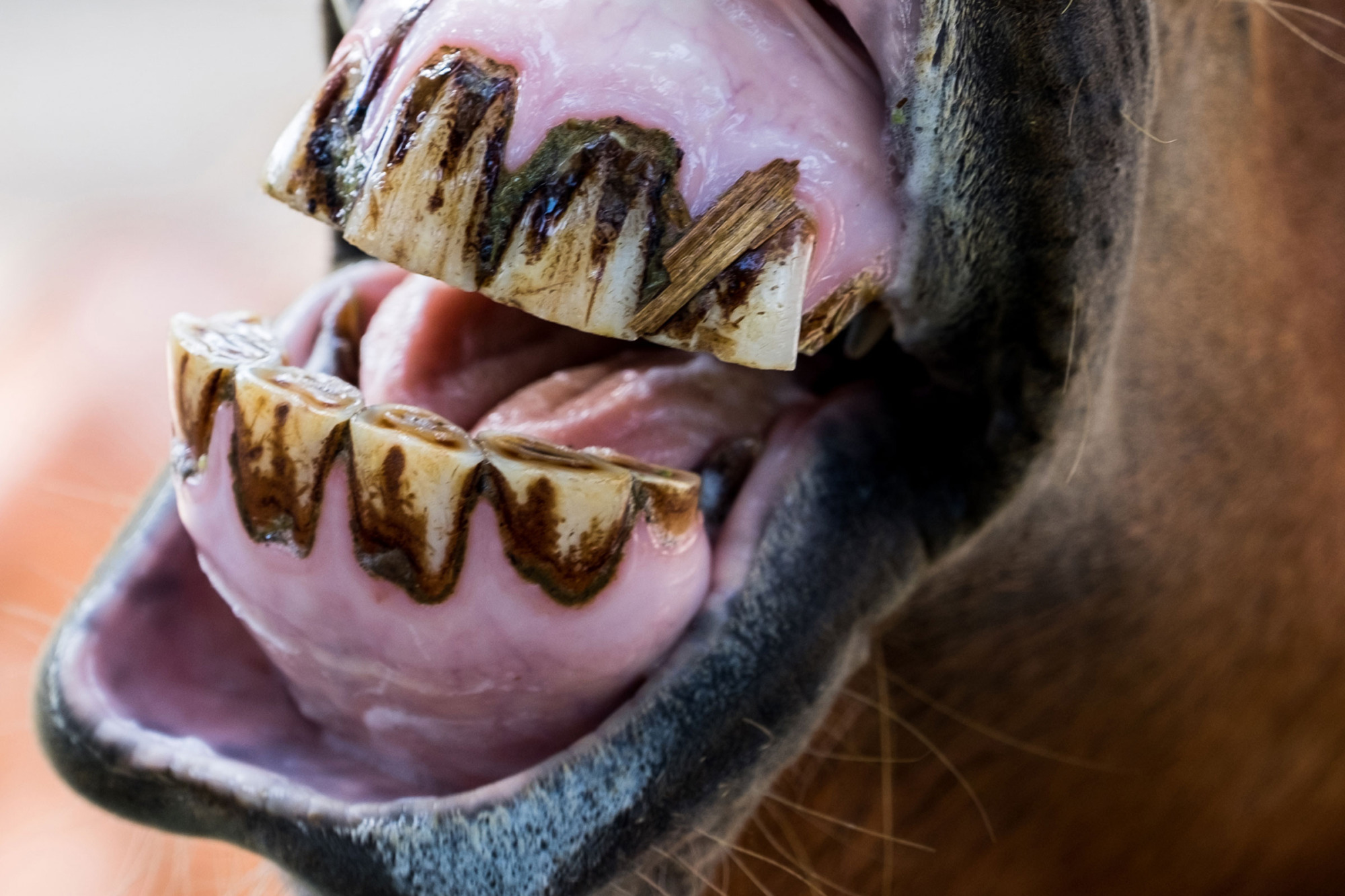 Shutterstock_374858392