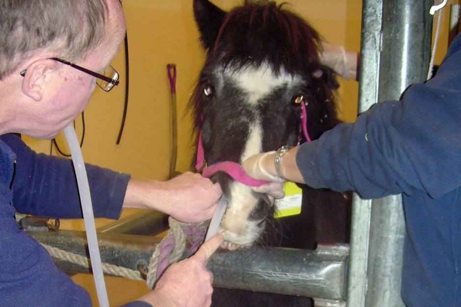 Risig mage? Sondmatning med friskt bajs kan hjälpa