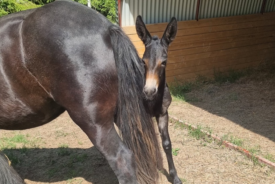 Bell överraskade två gånger om
