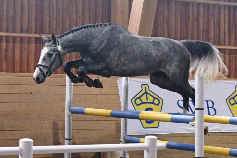 Söndag på Breeders i hoppning
