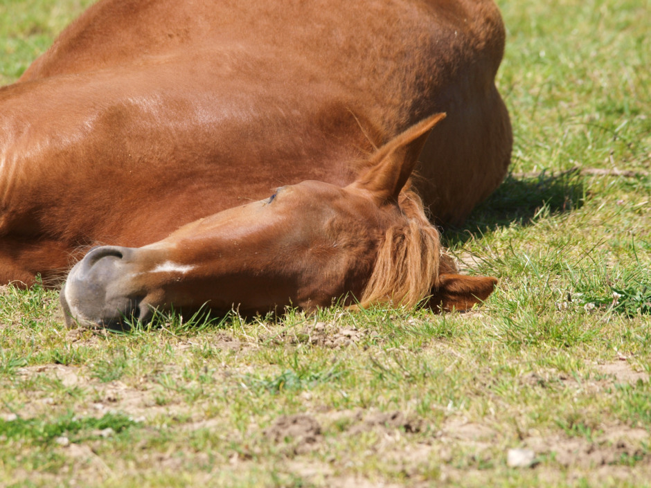 Polisen tror på sjukdomsfall och rovdjur bakom död häst i hage