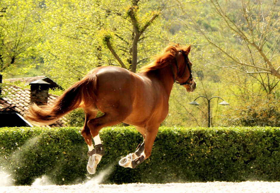 Lösa hästar på Djurgården – en person livshotande skadad