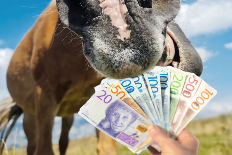 ”En budget förtar inte glädjen med att ha häst”