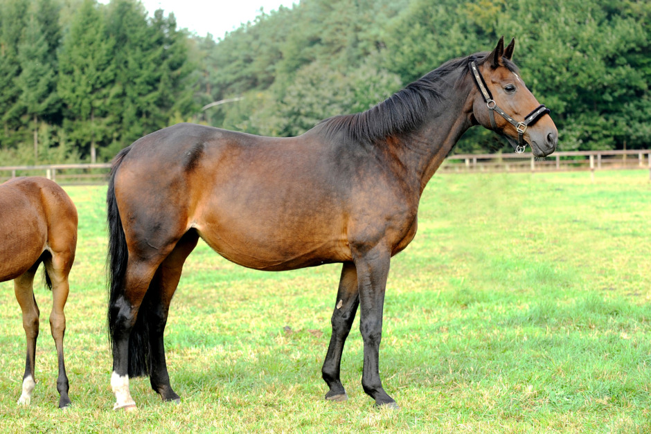 Rumirell gav ridbarhet i arv