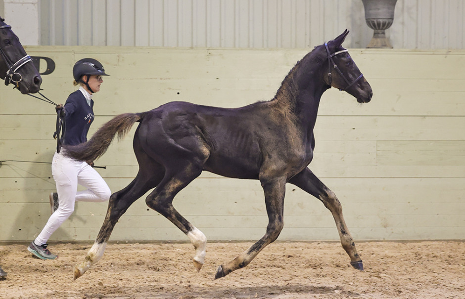 Franzé-hingst toppade hos Ädla Hästen