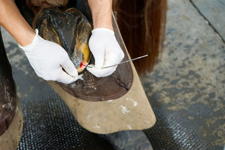 Agera direkt vid hovböld