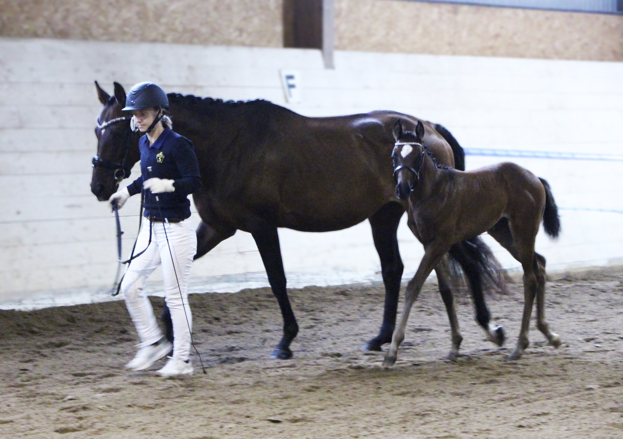 Eriksdals-allison-09-1