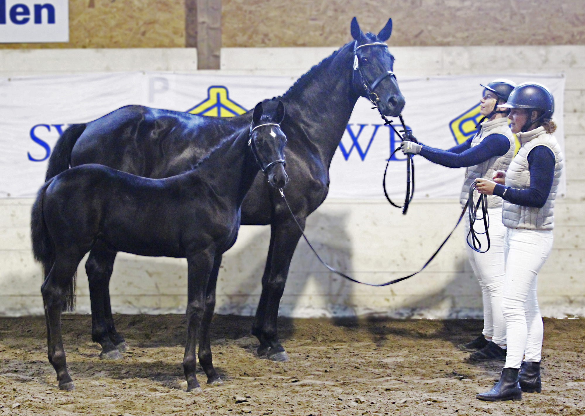 Föl 236397, Sto E Emerald