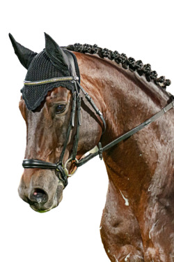 Marcus_ehning_stargolds8_delvisfrilagd