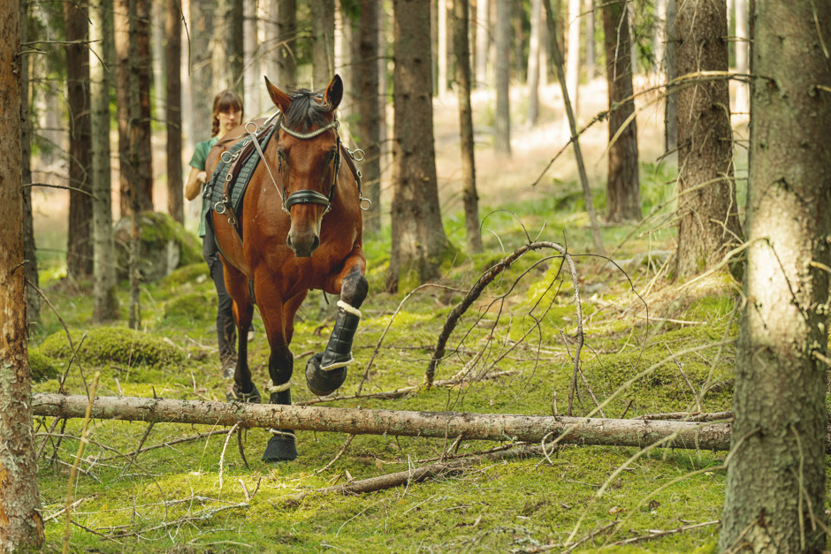 Skogen är ett bra gym för hästen