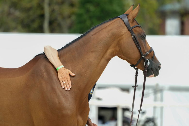 Iliana – känslig donna med allt scope i världen