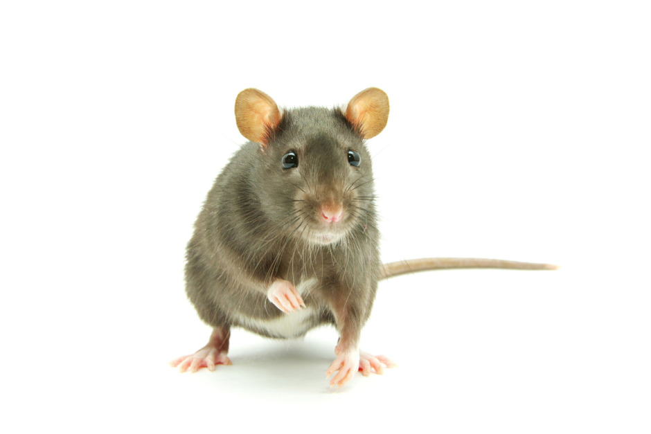 5 goda råd om råttor och möss i stallet