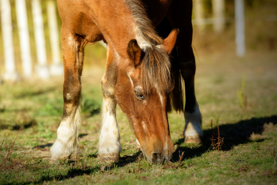 Forskningsnyheter: Anpassat foder till åldrande hästar