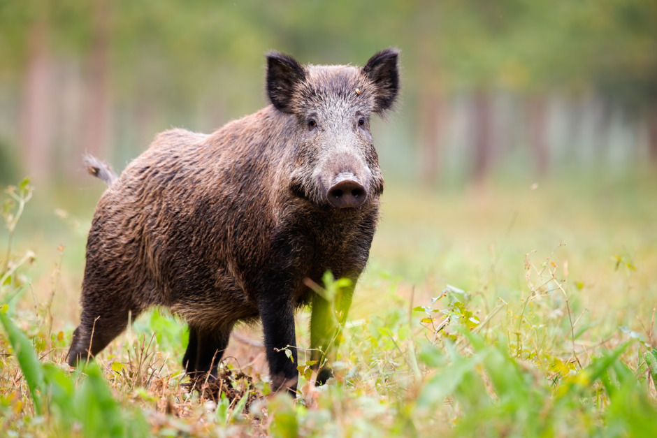Ingen uteridning – svinpest orsakar kraftiga restriktioner