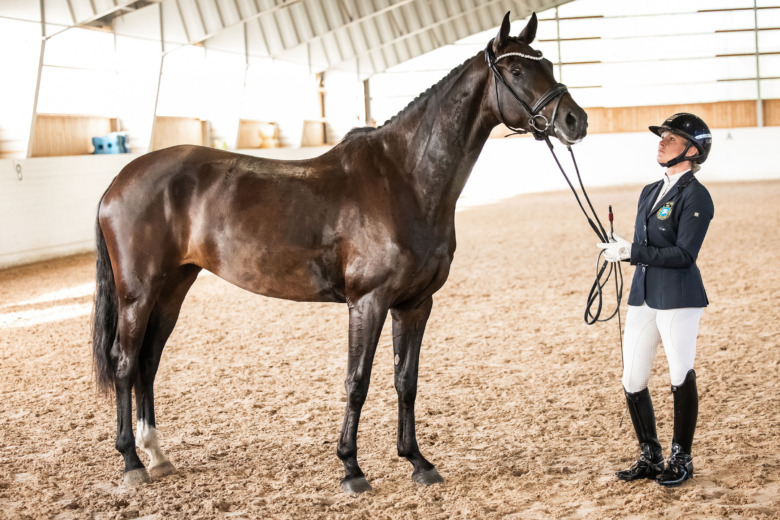 VM-hästens gener lever vidare