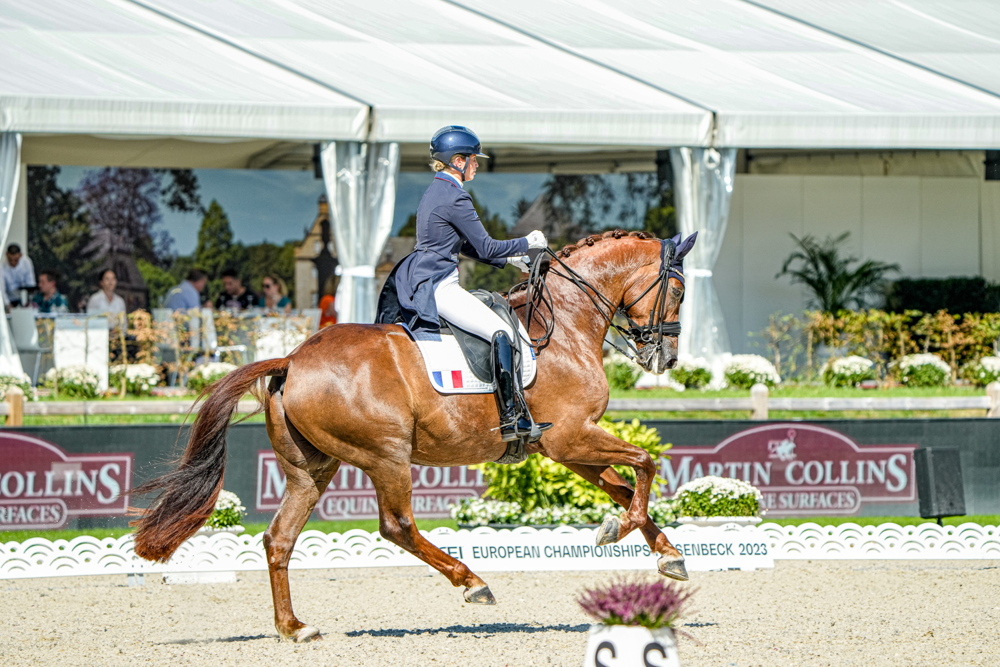 Morgan Barban&ccedil;on (fra) Habana Libre, Morgan Barban&ccedil;on (FRA) med Habana Libre (KWPN fux 11 &aring;r valack e. Zizi Top&ndash;United &auml;g Morgan Barban&ccedil;on)