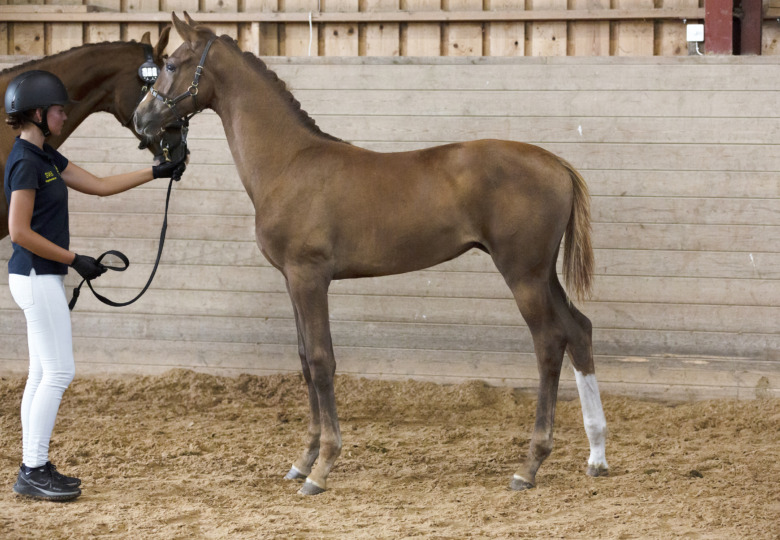 Revolution-dotter i topp i Kronoberg