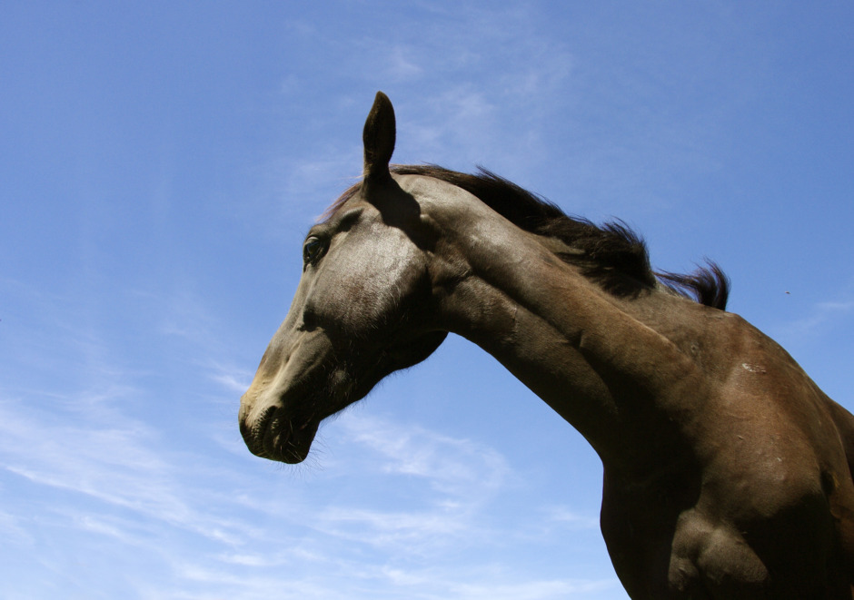 Åtal mot jägare som sköt häst