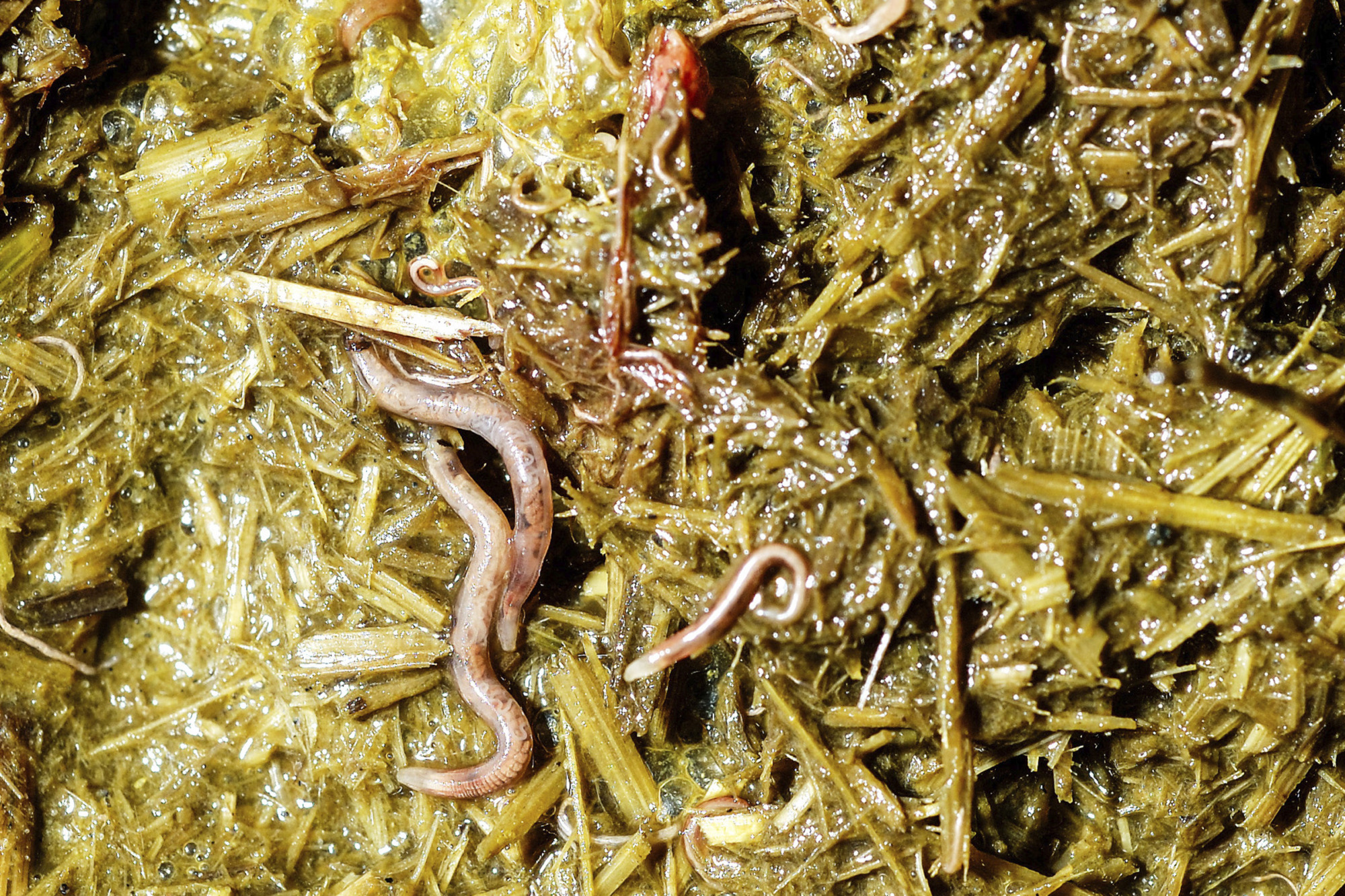 H&auml;st M Strongylos 014