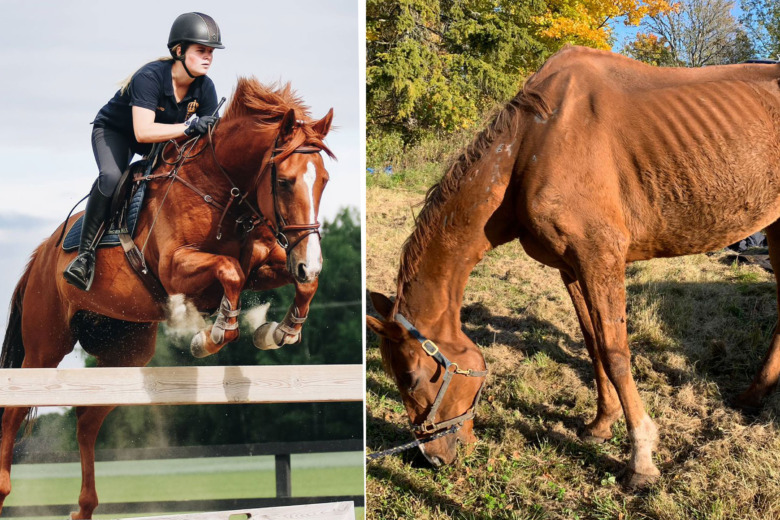 Häst dog av svält efter missförhållanden hos svensk hästföretagare