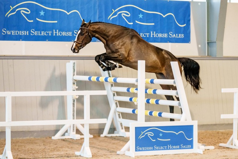 SSHS onlineauktion startar