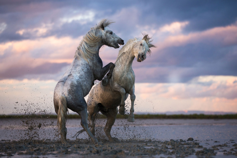 Svenska mästare i hästfoto