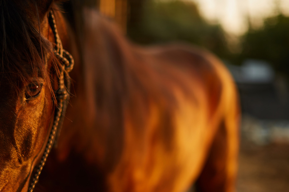Omstridd dansk hästföretagare frias från djurplågeri i Polen
