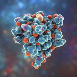 Insulin Molecule, 3d Illustration