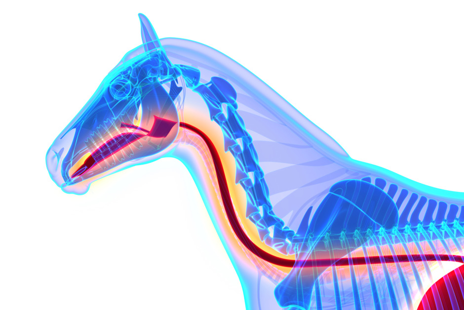 7 saker att ha koll på om foderstrupsförstoppning