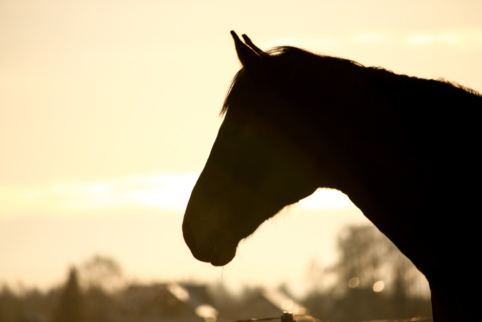 Ryttarprofil döms till böter efter att ha sålt utmätt häst
