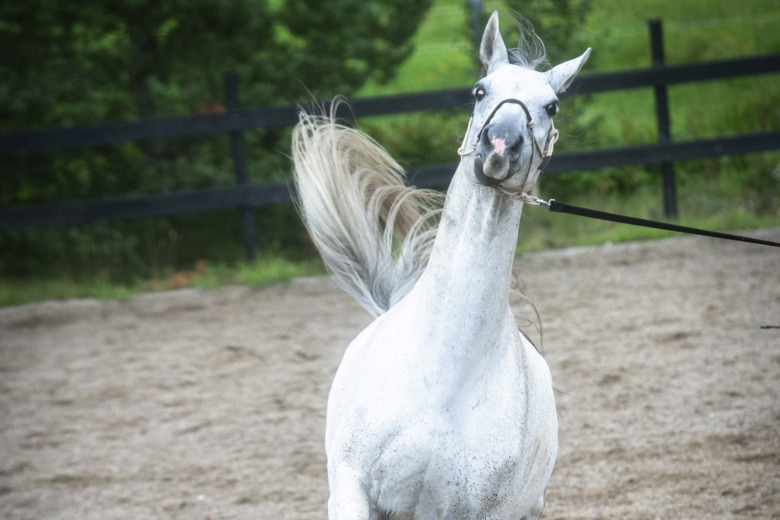Veterinären: ”Många kan inte ens springa med sina hästar”