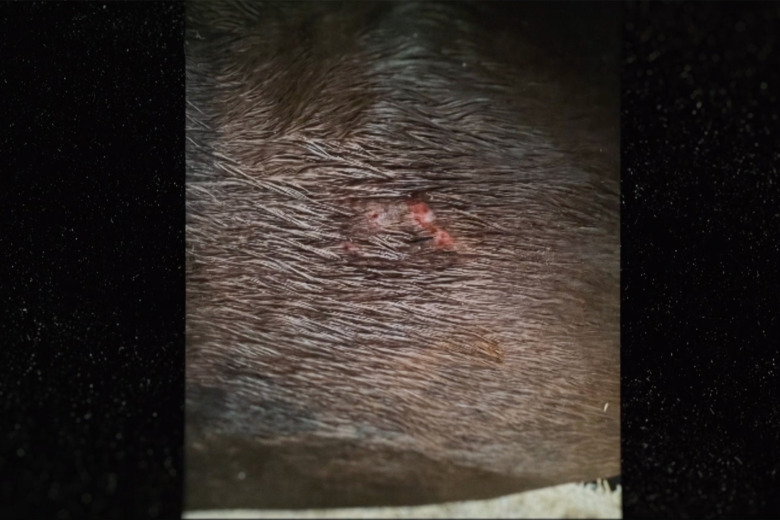 Tidigare stallchefen: ”Sett mycket värre ärr och incidenter än de som visas”