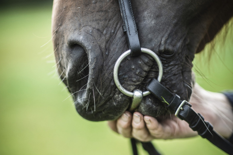 Ridskolan om val av huvudlag: ”Viktigast att hästen trivs”