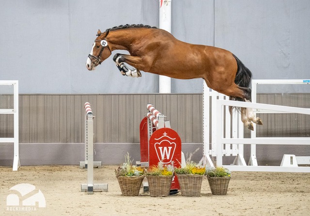 22 nya hopphingstar i Westfalen