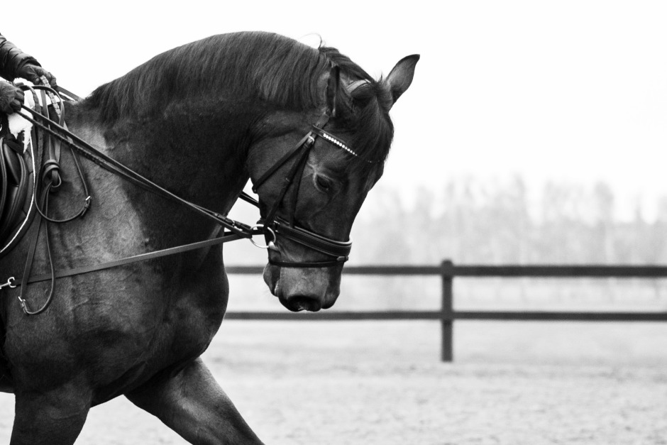 Efter dressyrskandalen: Så ser veterinären att hästar tränats fel