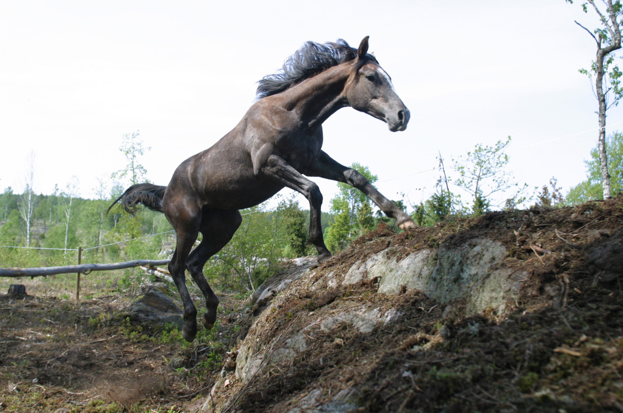 Hästar-bergknalle10