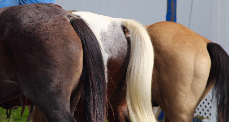 Hästföretagare får djurförbud efter hård piskning av häst