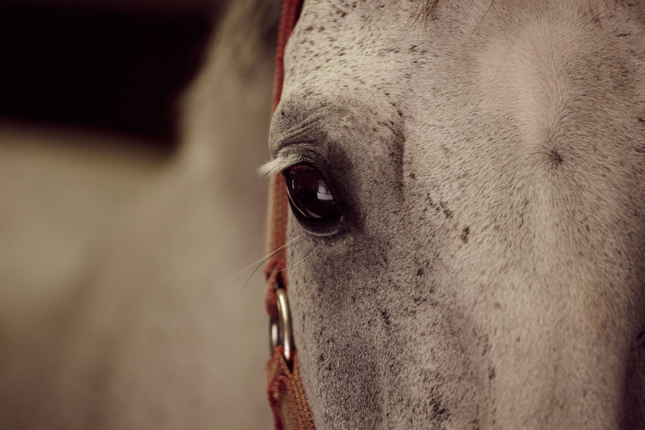 Hästar omhändertas efter djurförbud