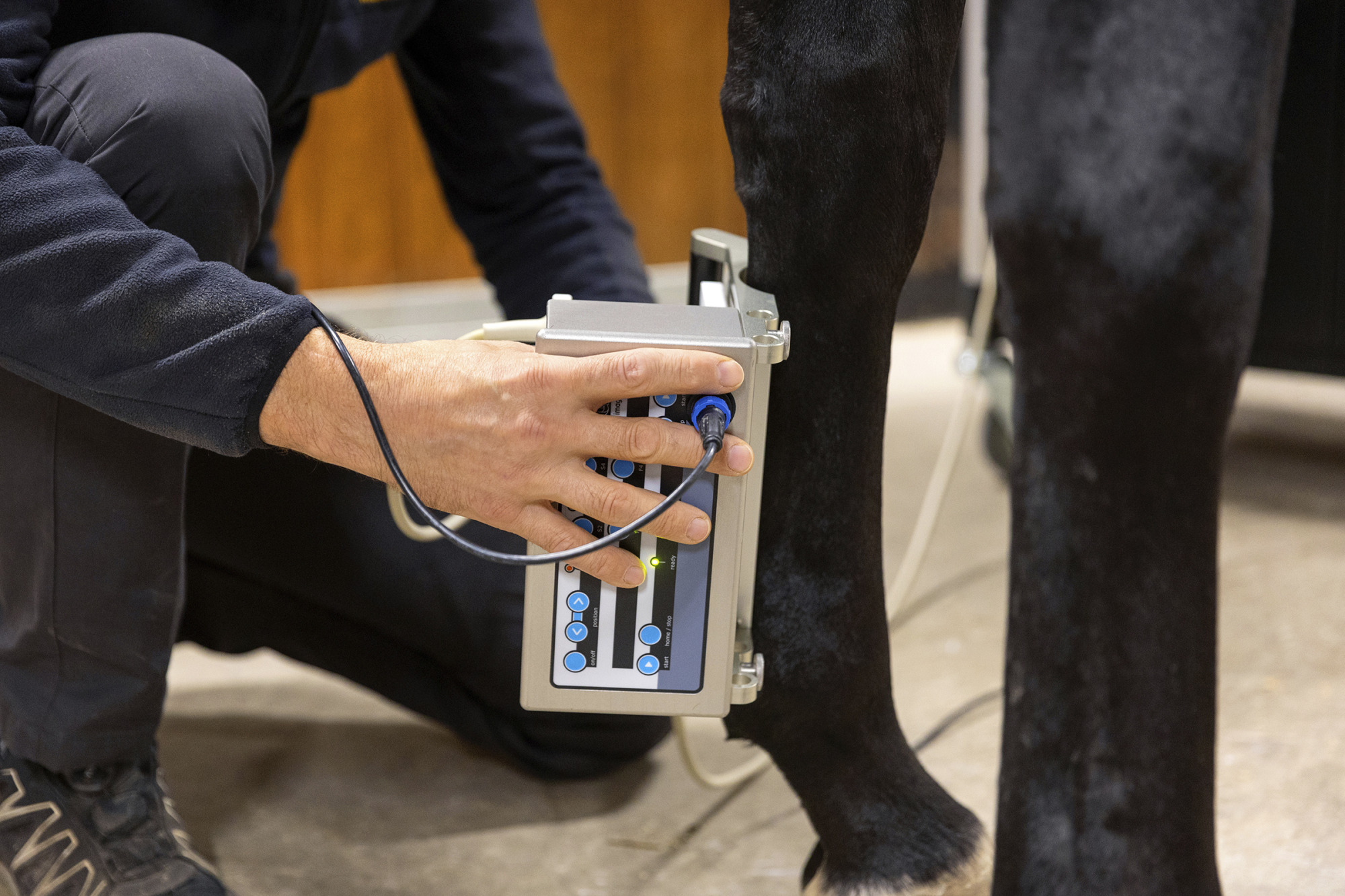 Veterinär Johan Lenz Behandling Av Senskada