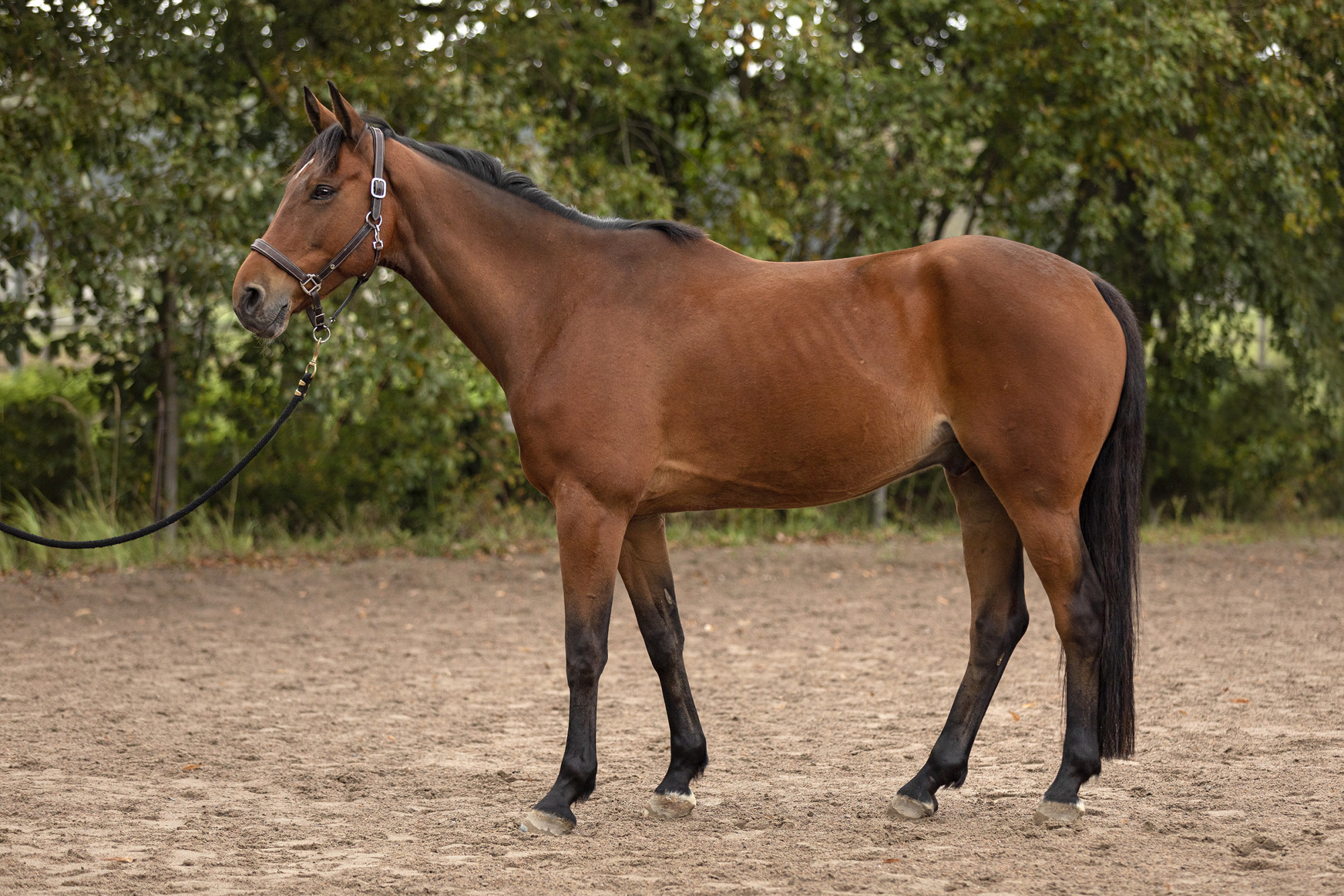 Reportage Hull Hos H&auml;st