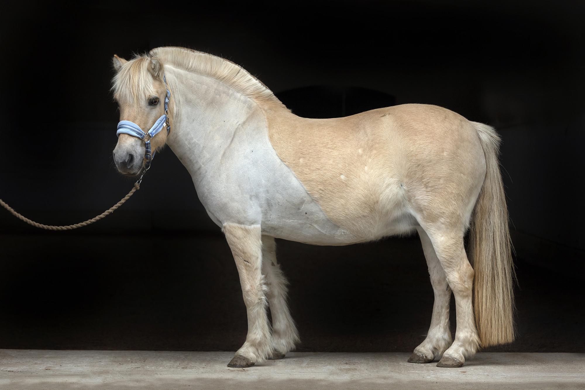 Reportage Hull Hos H&auml;st