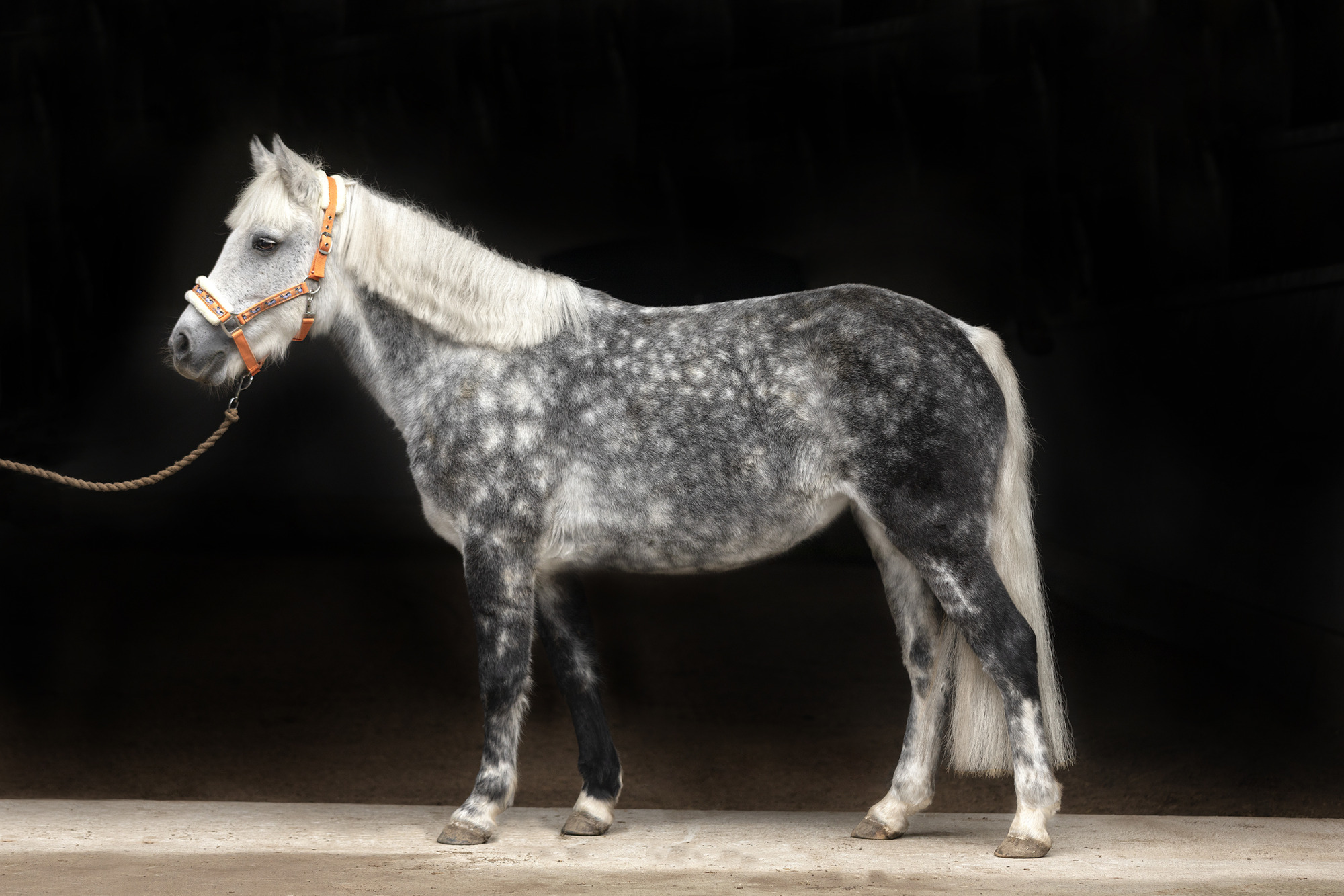 Reportage Hull Hos H&auml;st