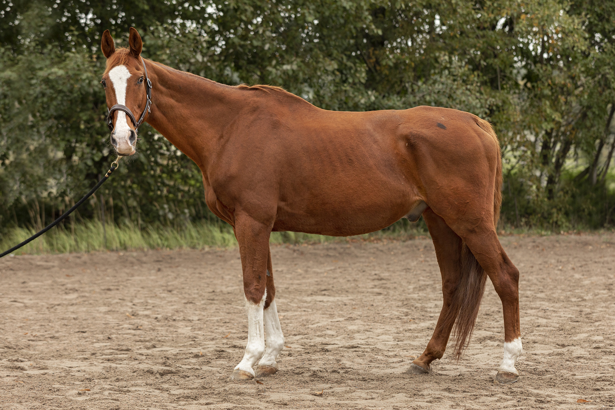 Reportage Hull Hos H&auml;st