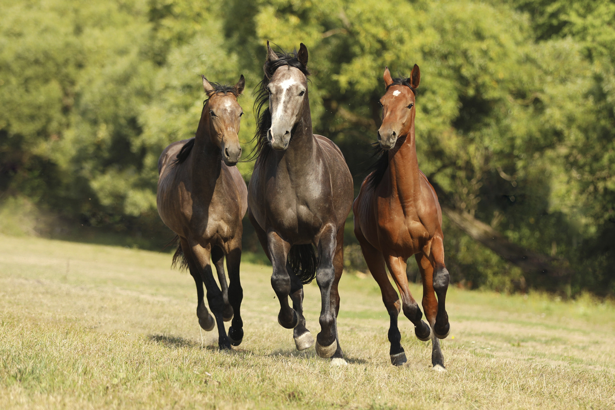 Three Horses Breed For Showjumping Galloping On Meadow On Summer Afternoon. Young Stallions Be Free.