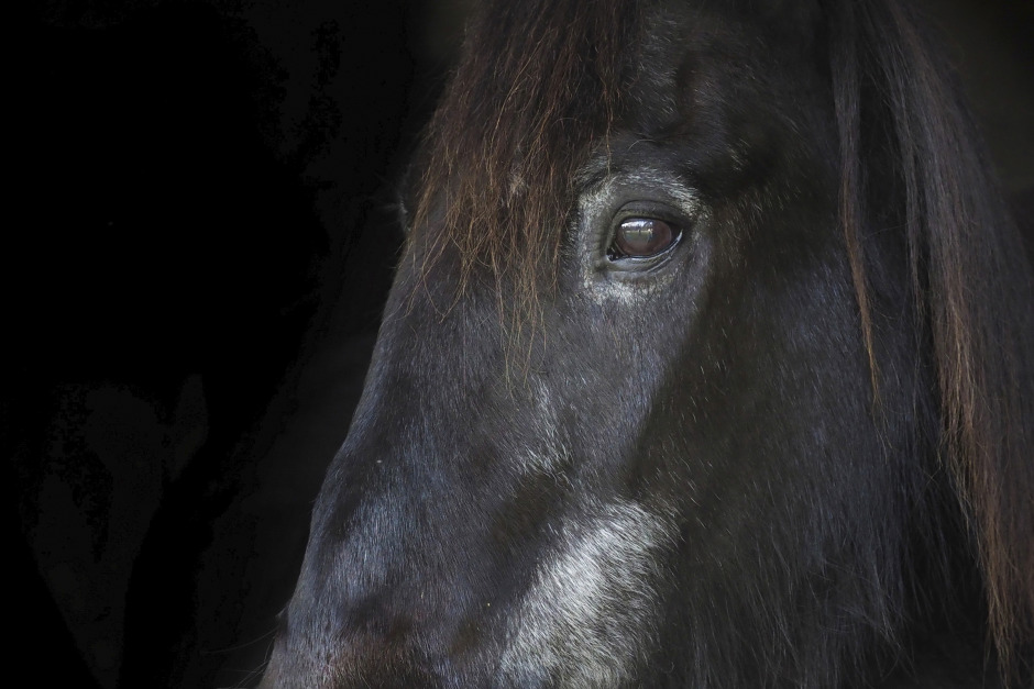 Hästar skulle omhändertas – ägare spred slaktrester över gården