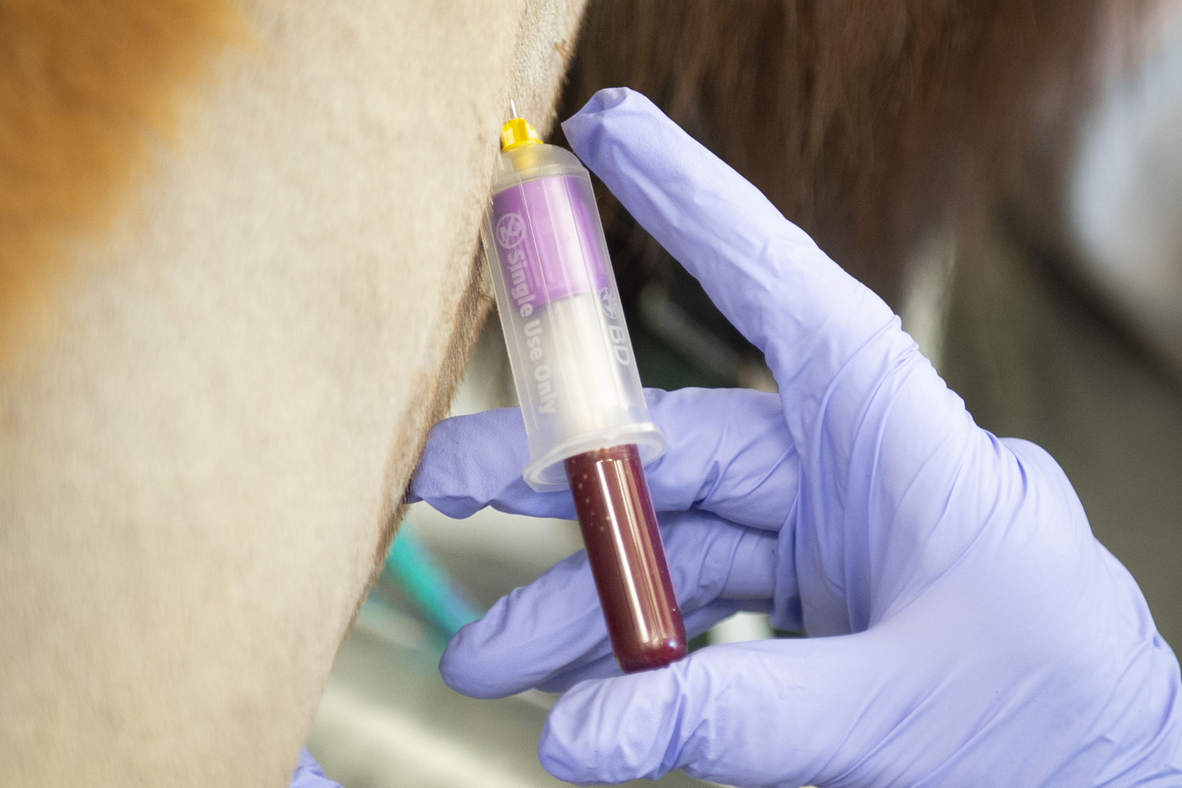 Foto: Sandra Nordin Johansson Blodprov Spruta Blod