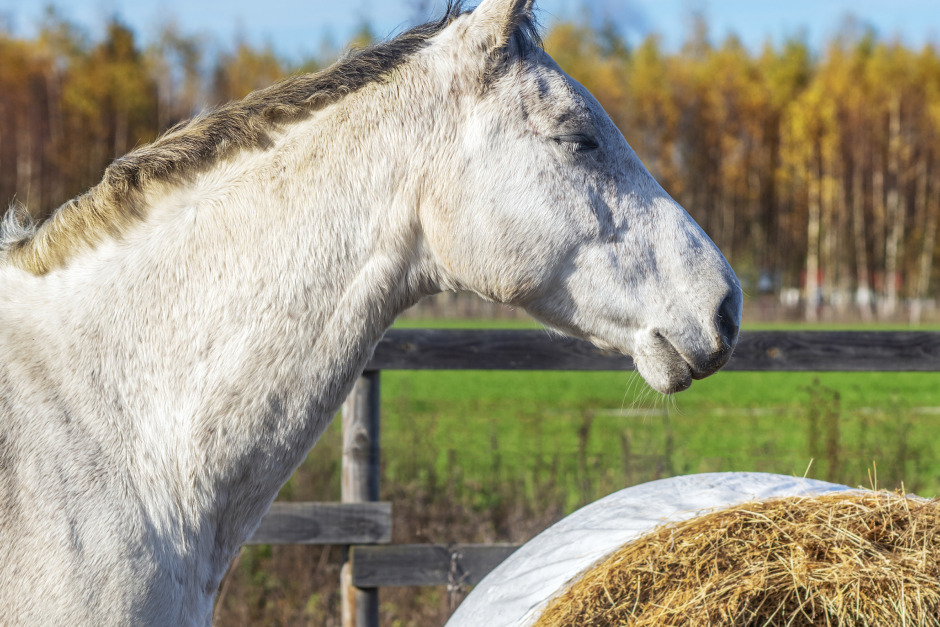 Veterinären: ”Det finns risk för ruptur av magsäcken”