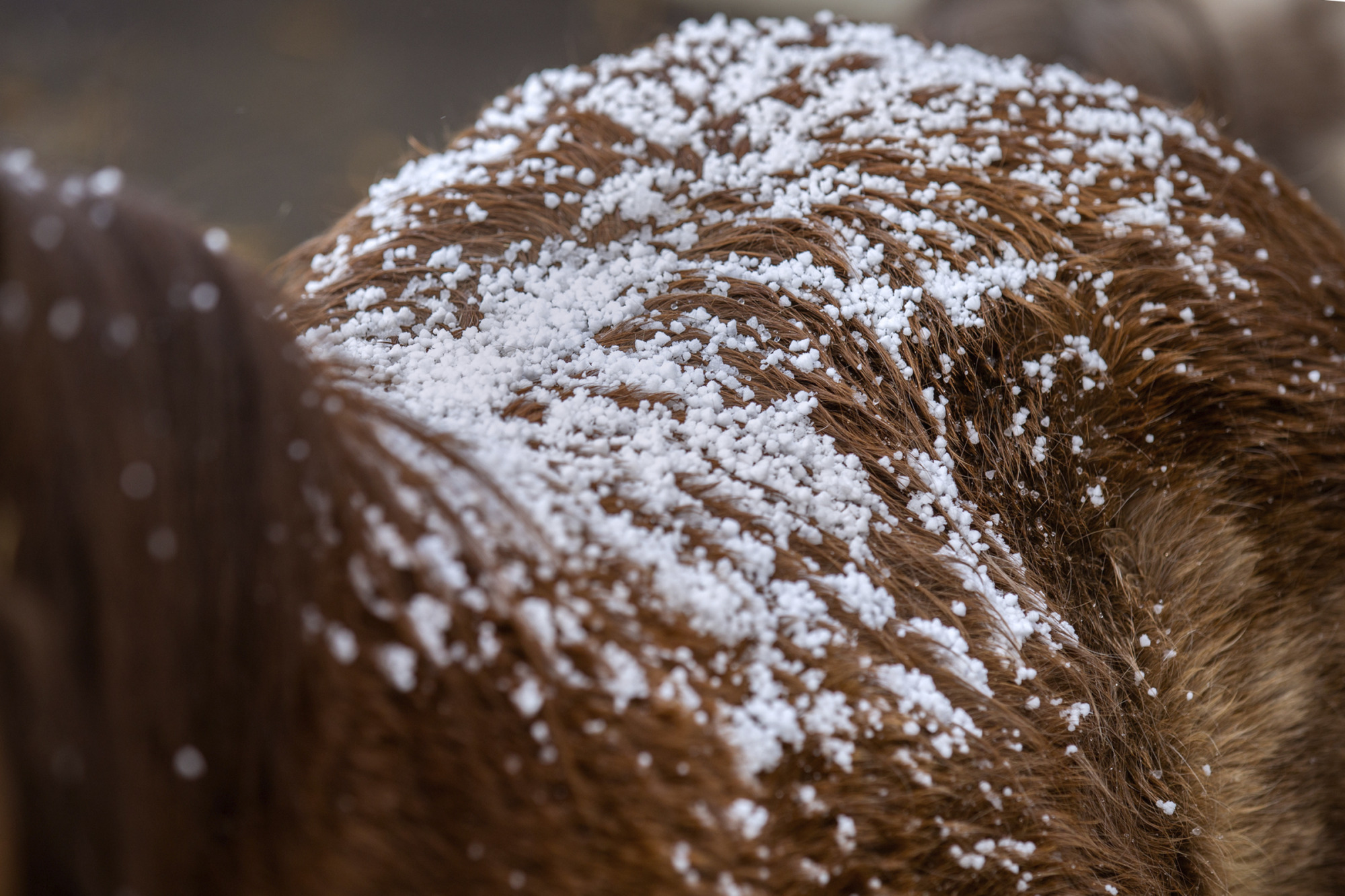 Back Of Brown Horse Closeup With Snowflakes.
